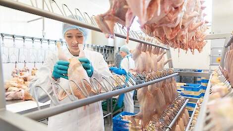 NVWA: 'Pluimvee kan zonder letsel gevangen en vervoerd worden'