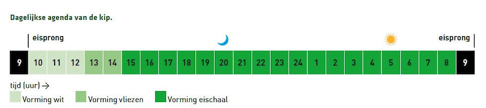 Dagelijkse agenda van de kip