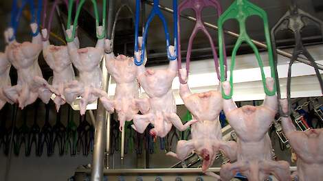 Vlaanderen gaat welzijn van leghennen in de slachterij monitoren