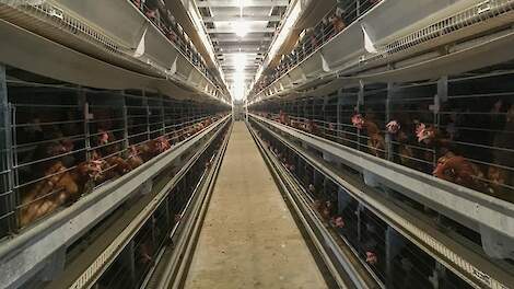 Franse eieroorlog laait opnieuw op