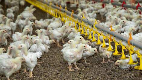 Dierenrechtenorganisatie protesteert bij vleeskuikenbedrijf Wiesenhof in Beieren