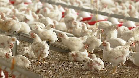 EU-studie: Verlaging van de bezetting kan ernstige gevolgen hebben voor de pluimveehouderij