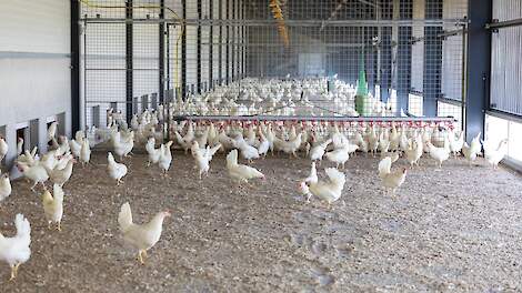 NVP maakt zich ernstig zorgen over AMvB dierwaardige veehouderij: 'Gaat veel verder dan convenant'
