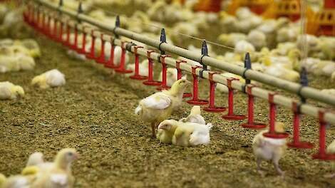 NVP: 'AMvB overruled convenant Dierwaardige Veehouderij'