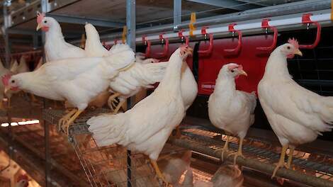 Afroming pluimveerechten: wees er op tijd bij