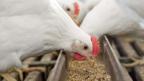 Hendrix Genetics koopt zuivere-lijnen-bedrijf in Nederland