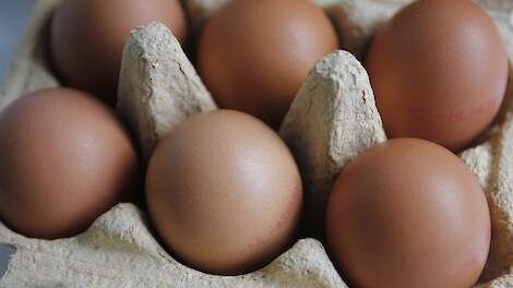 15-jarige Jan vekoopt eieren via WhatsApp: 'Klanten vinden het makkelijk'