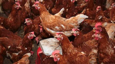 NVP: 'Pluimveesector heeft mestcijfers uitstekend op orde'