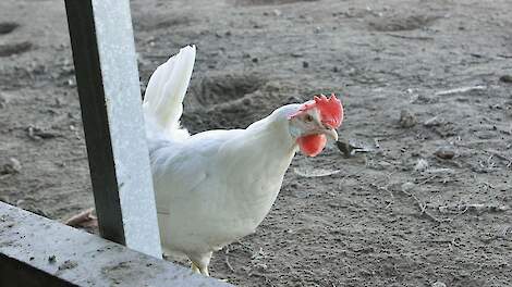 Leghennenbedrijf uit Heusden in nood: 'Zonder duidelijkheid geen krediet'