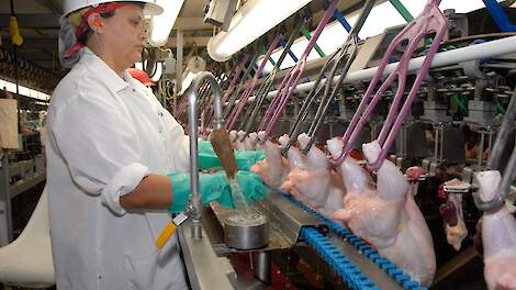 Voedselveiligheid kippenvlees krijgt flinke kwaliteitsimpuls door nieuwe technologie