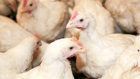 Bart-Jan Oplaat: ‘Politieke keuze voor pluimveehouder lijkt beperkt’