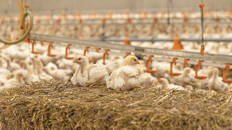 WUR-rapport: Polen heeft de laagste ECC-kostprijs, Nederland de hoogste