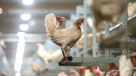 Liquiditeit pluimveesector neemt sterk toe in 2025