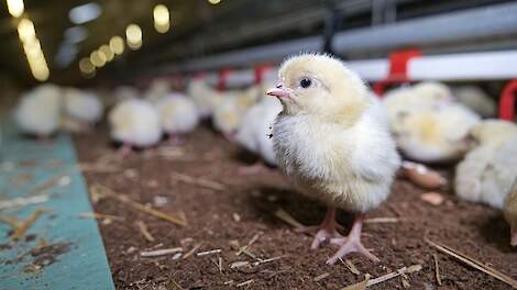 Wiersma wil stoppen met afroming pluimveerechten vanaf december