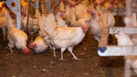 Stelling: Er moet compensatie komen voor pluimveehouders die al pluimveerechten hebben gekocht of geleased