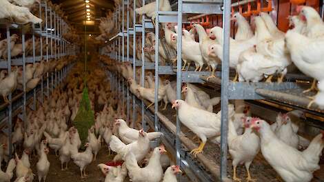 Wil je 120 gram voer per ei realiseren, kom dan naar de Pluimveeweb thema-avond