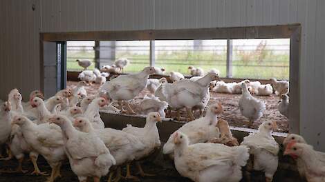 Coccidiose kost al gauw 10 cent per kuiken