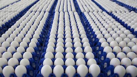 Europese markt overspoeld met Oekraïense eieren