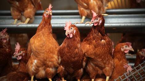 Vlaamse pluimveevisie 2030-2050: sector waarschuwt voor krimp en productieverschui­ving