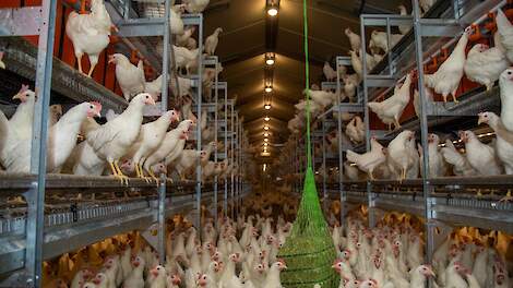 Wereldwijde eiermarkt groeit de komende tien jaar met 22 procent