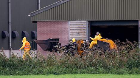Nieuwe vogelgriepuitbraken in Polen, Spanje en de VS
