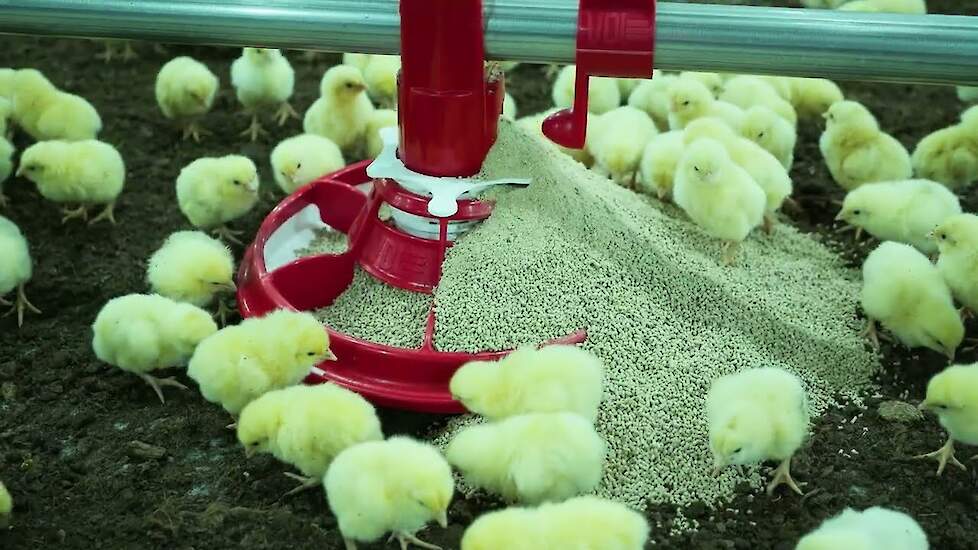 Brand New Broiler House in the Netherlands – VDL Agrotech
