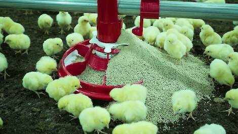 Brand New Broiler House in the Netherlands – VDL Agrotech