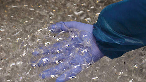 'Kippen-euthanasie zonder stress'