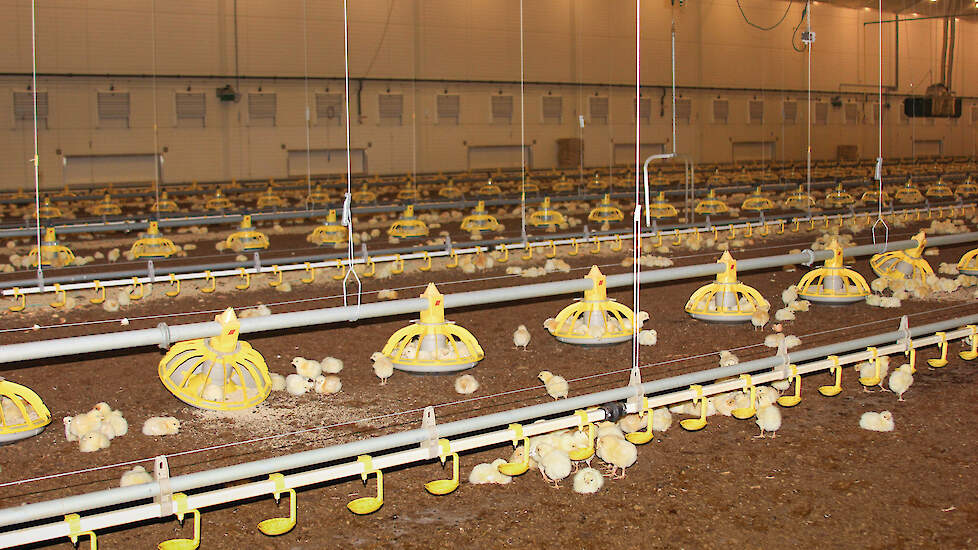 De nieuwe stal is enkel ingericht voor 1 ster Beter Leven-kuikens en niet voor gangbare vleeskuikens. Zo zitten er vier voerlijnen en vijf drinklijnen in.