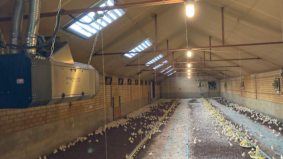 In hun kleinste stal houden ze 2.800 1 ster Beter Leven-vleeskuikens. &bdquo;Dat is de kleinste ster-stal van Plukon", zegt Hans.