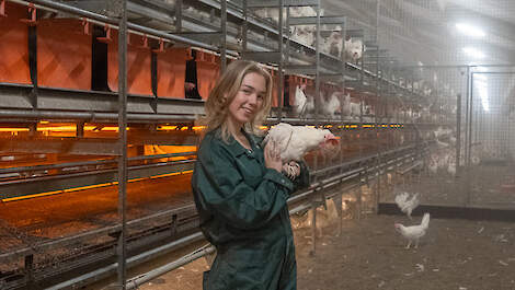 Melissa in de legpluimveestal