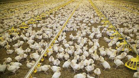 Rabobank voorspelt gouden tijden voor vleeskuikenhouders