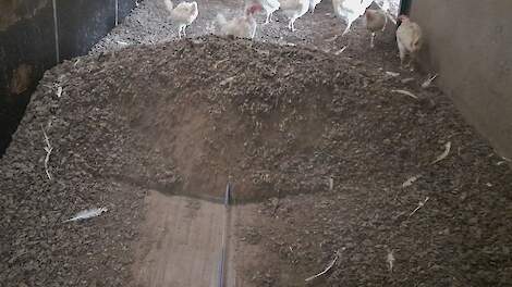 'Werk mee aan praktijkonderzoek mestschuifel: deelname leghennenhouders cruciaal'