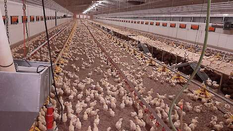 'Plateaus bij vleeskuikens toont grote verschil praktijk en theorie'