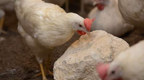 Een kei van een piksteen!