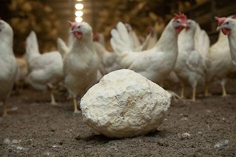 Haal tijdens de Dutch Poultry Expo op 15 en 16 oktober een pallet KakelKei® met 20% korting!
