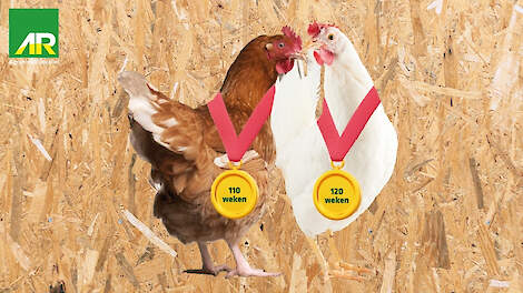 Hennen langer houden met vertrouwen