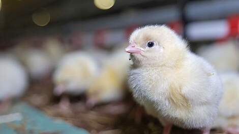 Monitoring piepgeluid kuikens verhoogt dierenwelzijn