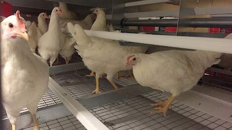 'Investeren in koloniehuisvesting loont'