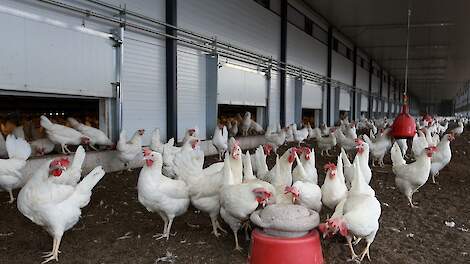 Stelling: Goed dat er een landelijke ophokplicht is ingesteld