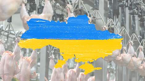 EU blijft geld pompen in Oekraïense pluimveesector