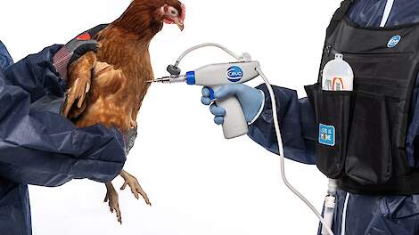 Drie-in-één bescherming tegen toenemende Salmonella-druk