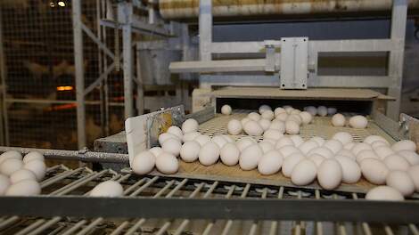 Vele vogelgriepuitbraken in Duitsland stuwen eiernoteringen verder omhoog