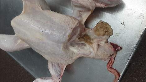 Zet vleeskuikens op tijd nuchter: NVWA schrijft fikse boetes uit