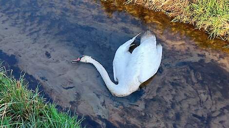 Lelystad laboratorium opgeschaald naar crisisfase, vogelgriepgolf eerder dan verwacht