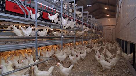 Zekerheid bij salmonella-uitbraak: verzekering tegen leegstand en schade