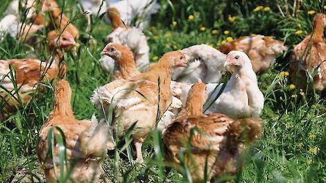 Duitsers zien veel potentie in biologische vleeskuikens