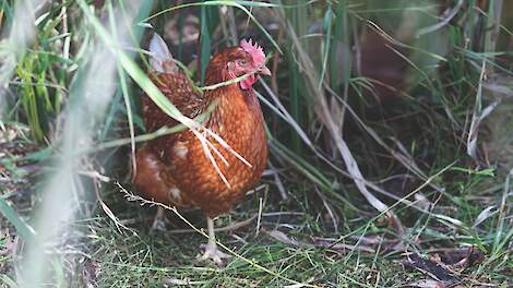 'Schroom niet om melding te doen van buiten lopend hobbypluimvee'