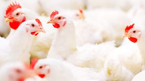 Voerdip na vaccinatie bij pluimvee: oorzaken, gevolgen en herstel