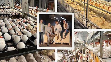 Leghennenhouderij: van kuiken tot leghen – een volière voor alle levensfasen